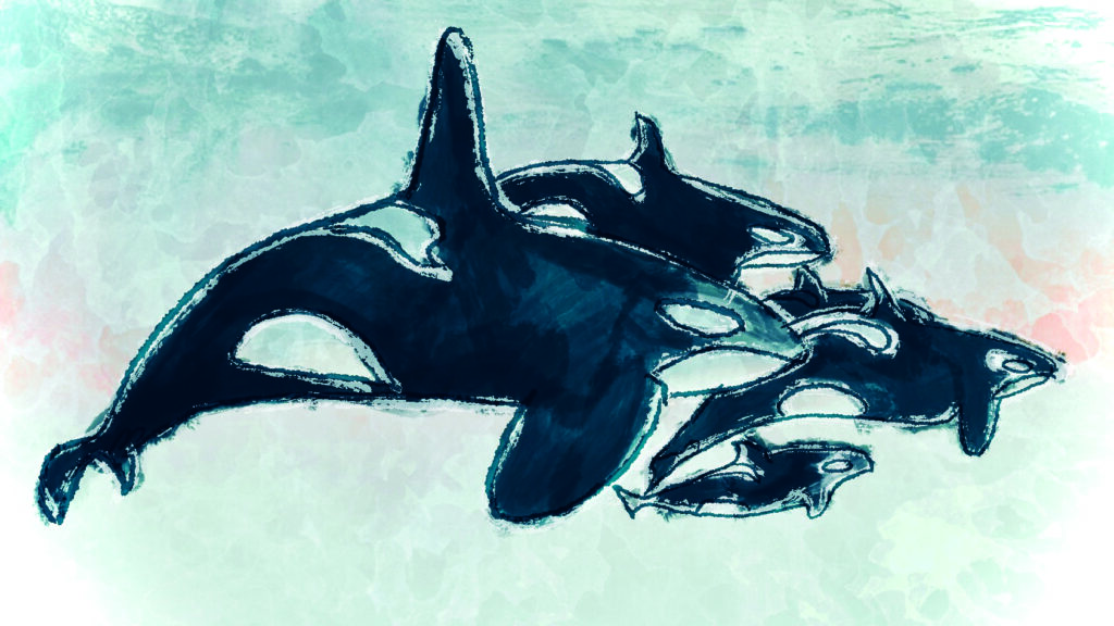 digital watercolor illustration of an orca whale pod