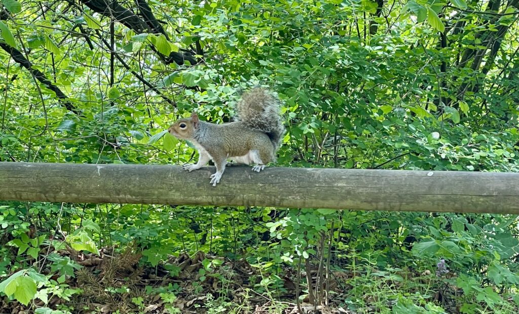 squirrel on a fence